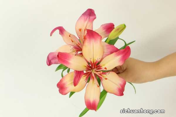 百合有什么功效，百合怎么吃