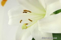 百合能吃吗，怎么做好吃