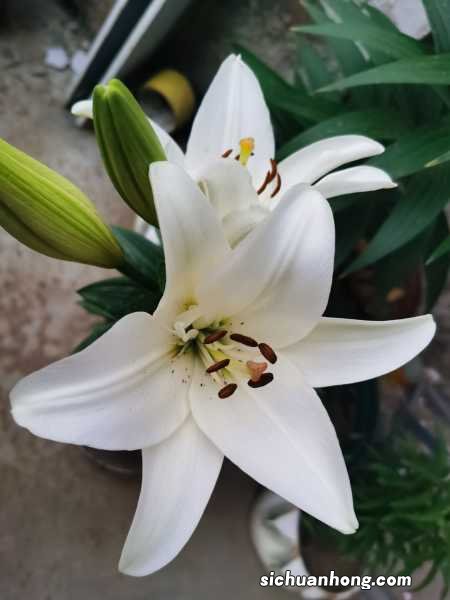 百合能吃吗，怎么做好吃