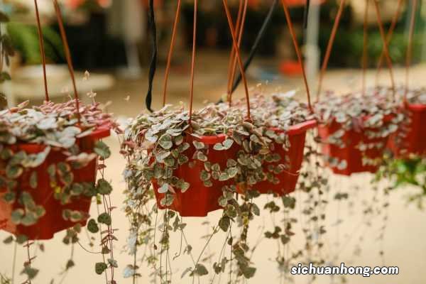 爱之蔓冬天怎么养护，有什么注意事项