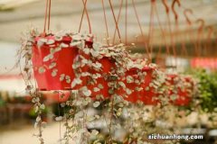 爱之蔓冬天怎么养护，有什么注意事项