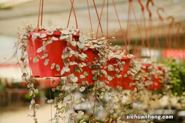 爱之蔓冬天怎么养护，有什么注意事项