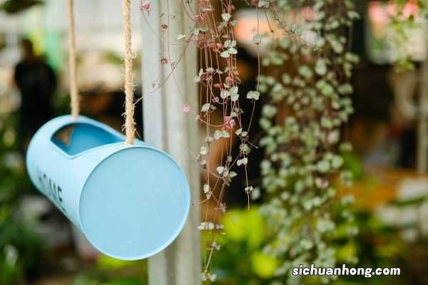 爱之蔓冬天怎么养护，有什么注意事项