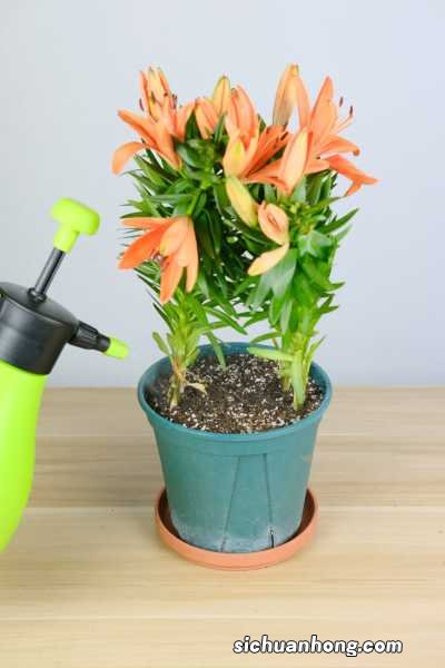 百合的家常吃法,百合有什么做法