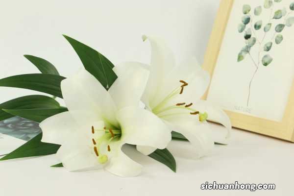 百合的家常吃法,百合有什么做法