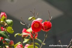 山茶花图片：山茶花花语及代表意义