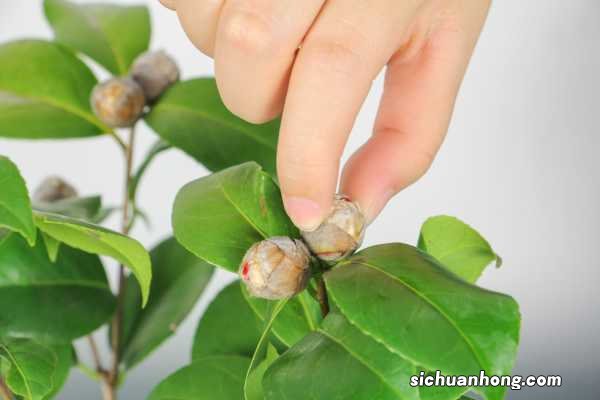 山茶花图片:山茶花花语及代表意义