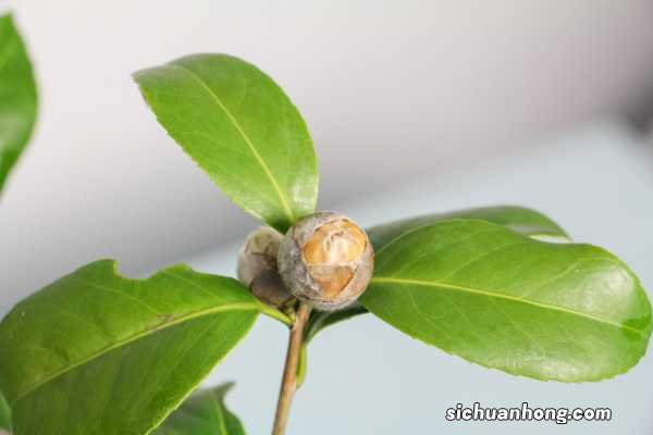 山茶花图片:山茶花花语及代表意义