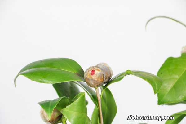 山茶花图片:山茶花花语及代表意义