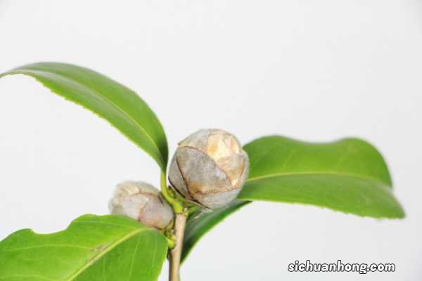 山茶花图片:山茶花花语及代表意义