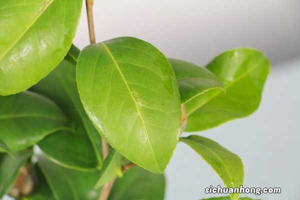 山茶花图片:山茶花花语及代表意义