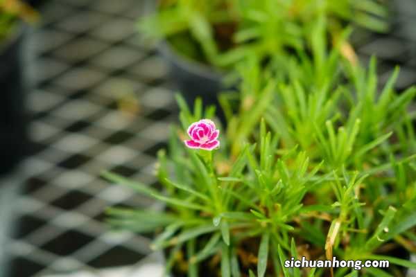 康乃馨的花语是什么，适合送什么人