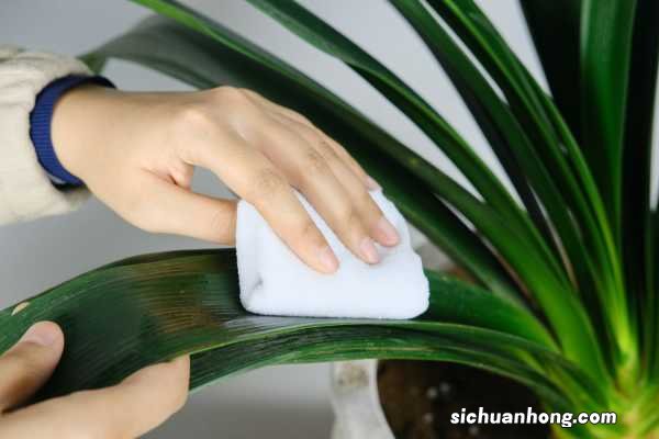 君子兰花叶子能栽活吗,怎样栽培君子兰才能活