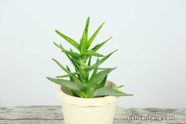 芦荟汁有毒吗,怎么看芦荟有没有毒