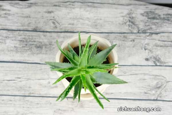 芦荟汁有毒吗,怎么看芦荟有没有毒