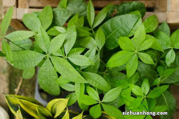 发财树施肥时间，施肥过多怎么办