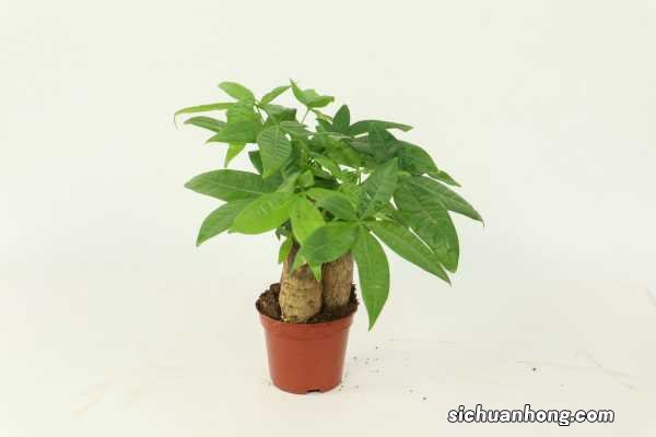 发财树施肥时间，施肥过多怎么办