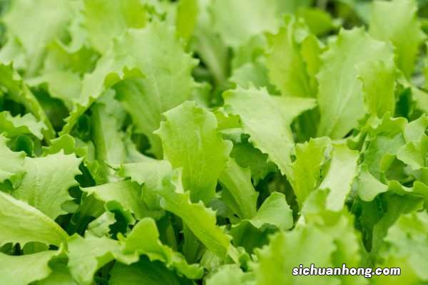 生菜的功效、作用与禁忌