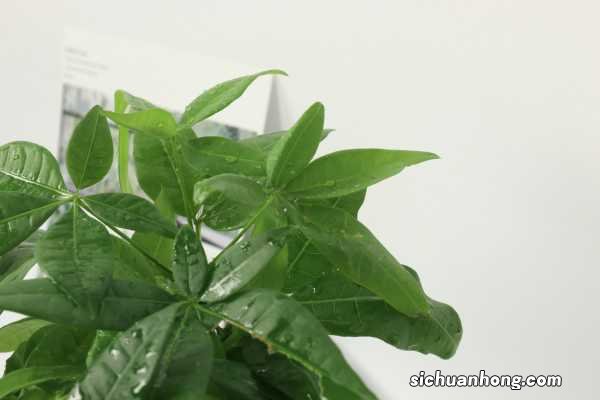 发财树换盆土后怎么浇水，浇水多了怎么救