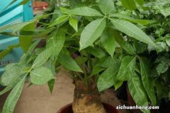 发财树换盆土后怎么浇水，浇水多了怎么救