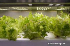 生菜可以生吃吗，怎么做好吃