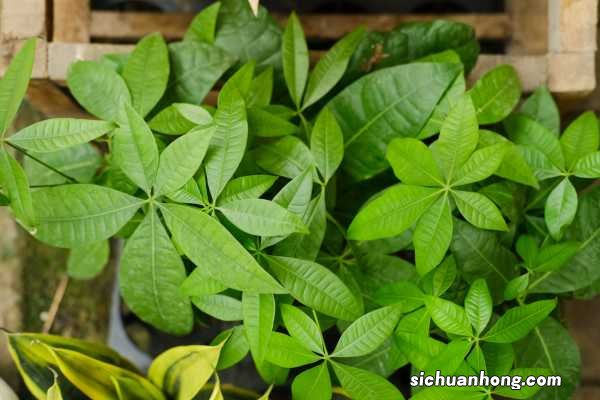 发财树换盆后多久服盆，换盆后叶子都发黄了怎么办