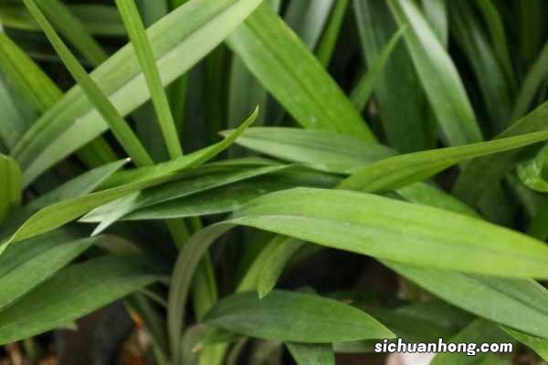 如何养好大一品兰花，植料和养护要点