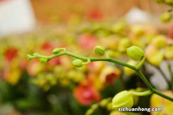 蝴蝶兰的花语，蝴蝶兰的价钱