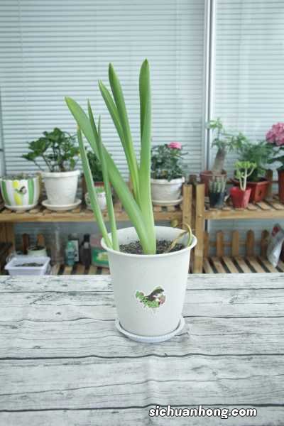 风信子繁殖方法有哪些，风信子好繁殖吗