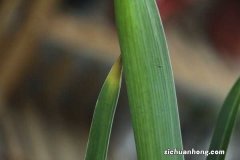 风信子繁殖方法有哪些，风信子好繁殖吗