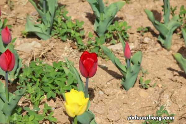 郁金香有毒吗，郁金香图片