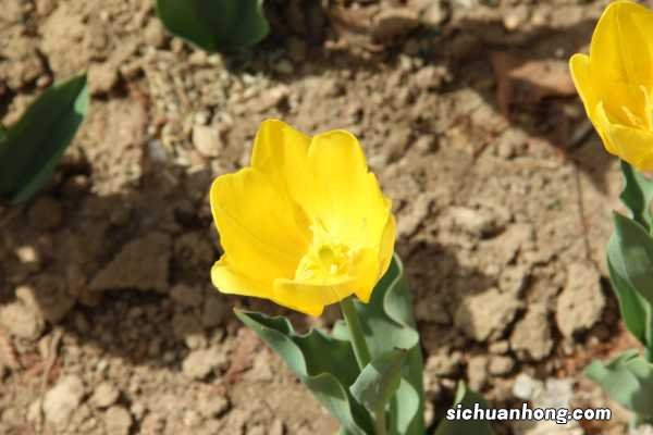 郁金香有毒吗，郁金香图片