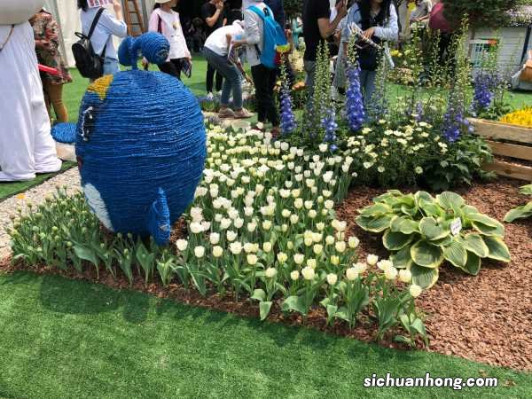 郁金香有毒吗，郁金香图片