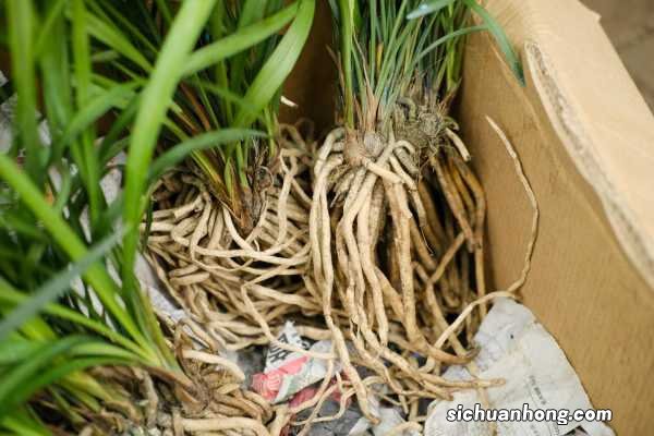 大一品兰花的养护要点，用什么植料