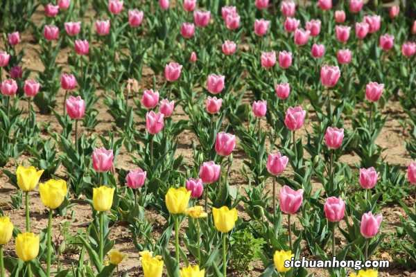 郁金香是哪国的国花，有什么寓意