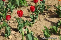 郁金香是哪国的国花，有什么寓意