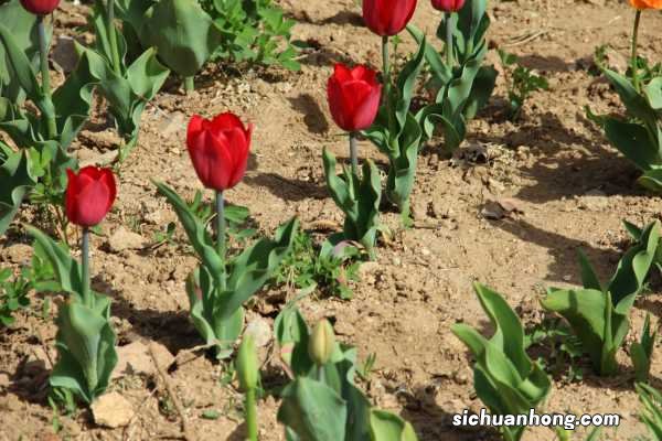 郁金香是哪国的国花，有什么寓意