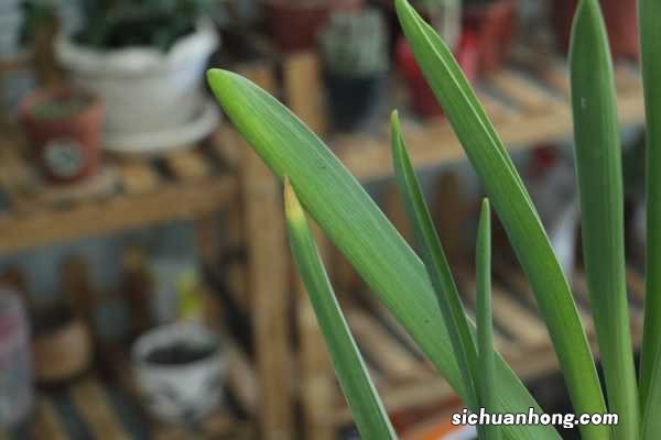 风信子的花期在什么时候，风信子不开花的原因