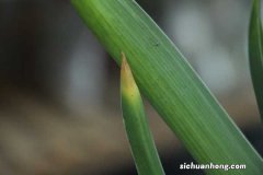 风信子的花期在什么时候，风信子不开花的原因