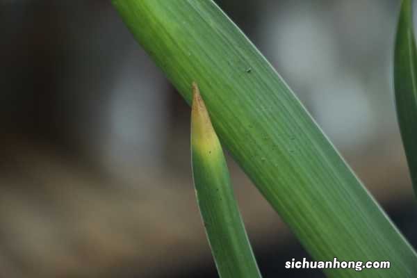 风信子的花期在什么时候，风信子不开花的原因