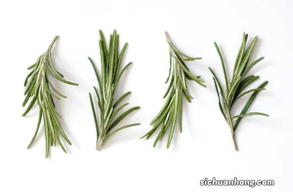 迷迭香怎么吃，迷迭香图片