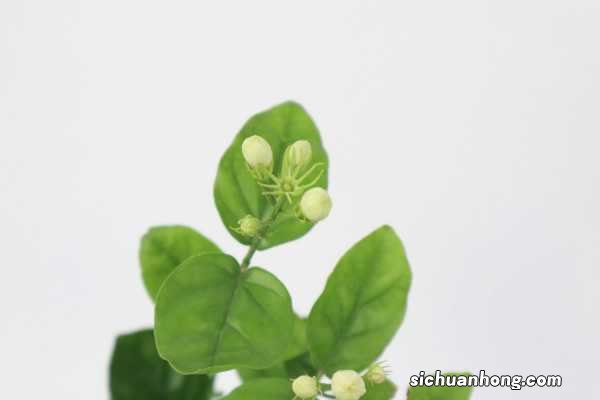 怎么让茉莉老枝发芽，老枝怎么修剪