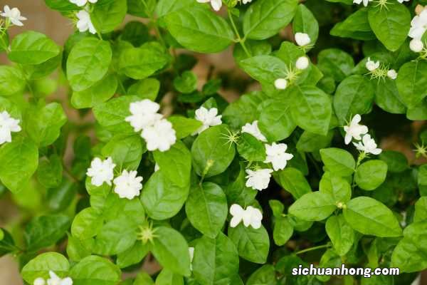怎么让茉莉老枝发芽，老枝怎么修剪