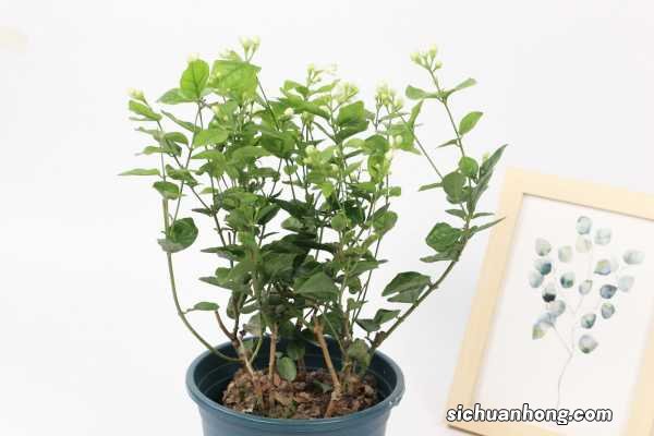 怎么让茉莉老枝发芽，老枝怎么修剪