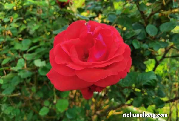 月季小苗怎么养,如何养壮