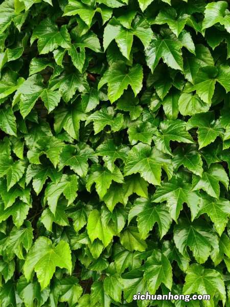 爬山虎是什么植物,叶子有什么特点
