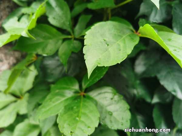 爬山虎是什么植物,叶子有什么特点