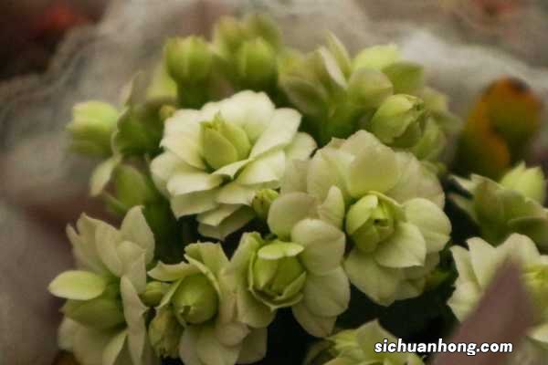 长寿花小苗怎么养,怎样长得快