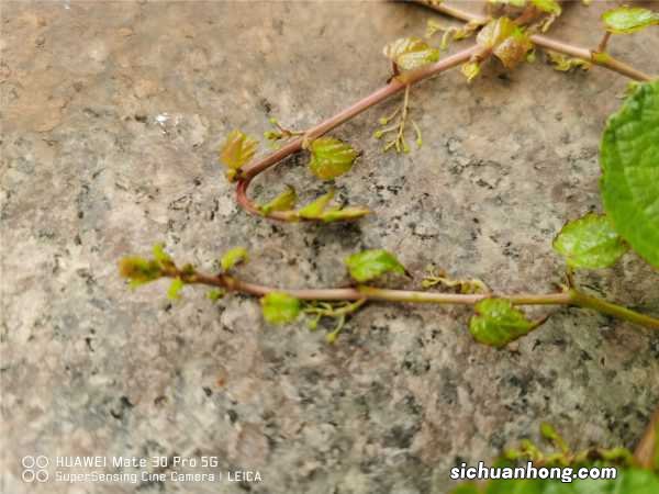 爬山虎是动物还是植物，细丝有什么作用