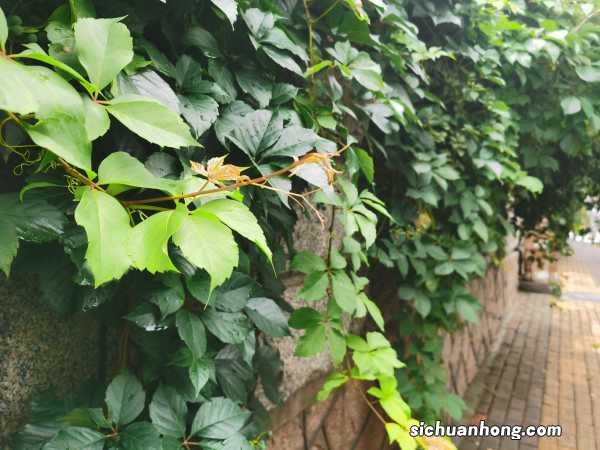 爬山虎的养殖方法和注意事项,施肥过量怎么办